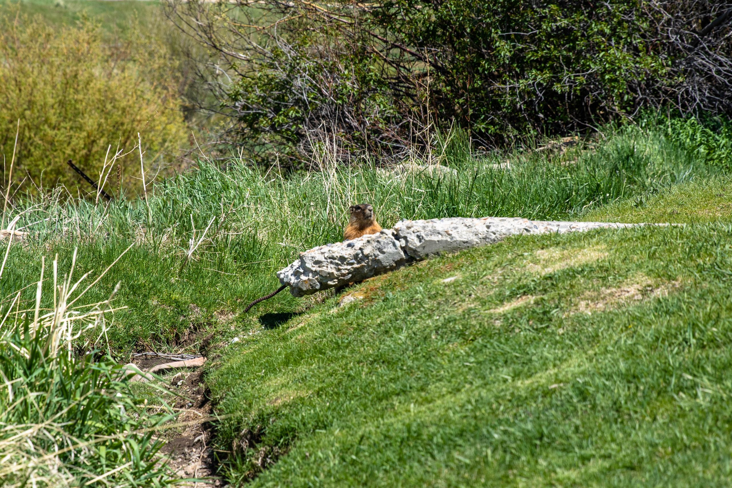 A gopher peaks out behind a fallen tree.